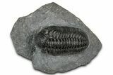 Phacopid (Adrisiops) Trilobite - Jbel Oudriss, Morocco #355875-2